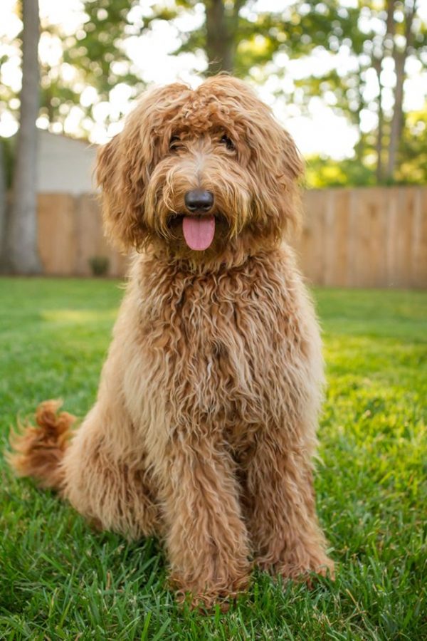 Goldendoodle Puppies for Sale in Houston - Cute Pup